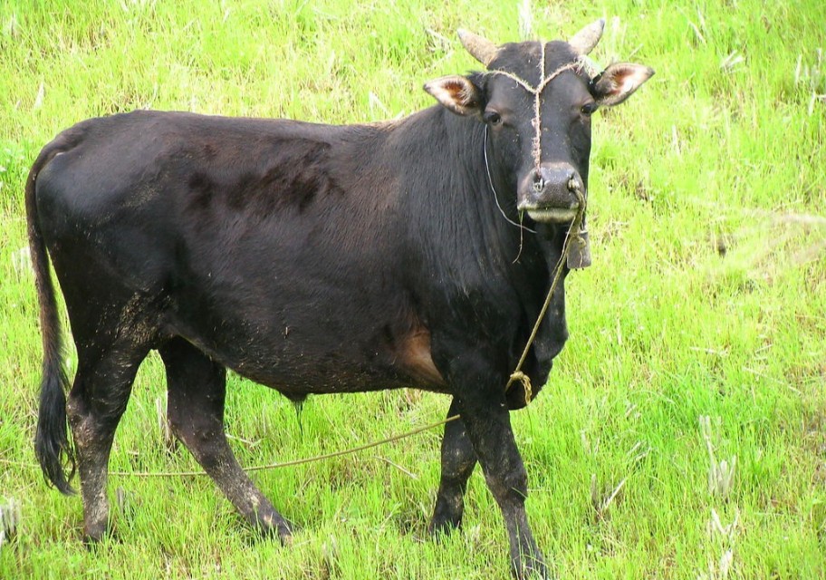 未来五年农村赚钱风口,未来5-10年农村最赚钱的四大行业