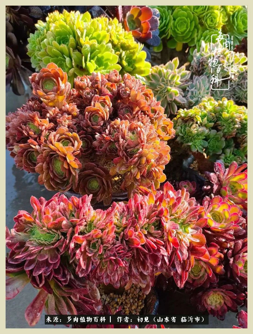 和多肉植物相伴,和多肉相处的心情