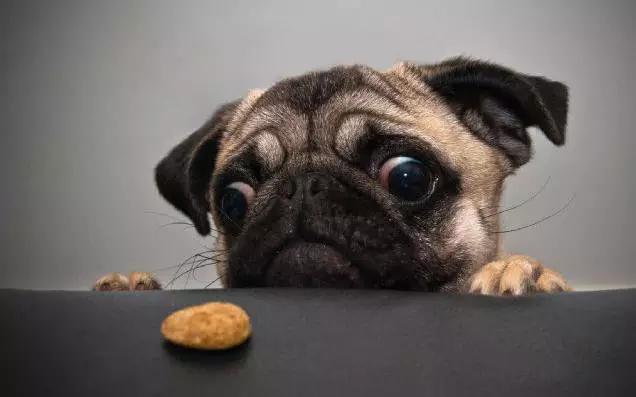 45种狗狗很难得一见你认识几种,45种最难得一见的狗