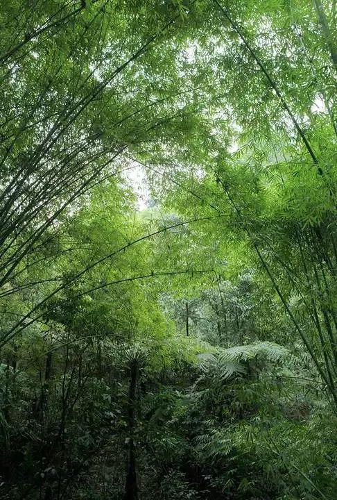 四月天山上春笋鲜,人间四月天春笋鲜