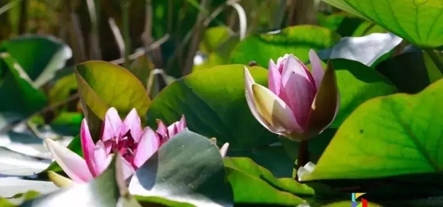 @港院人，有因必有果，敢不敢来挑战