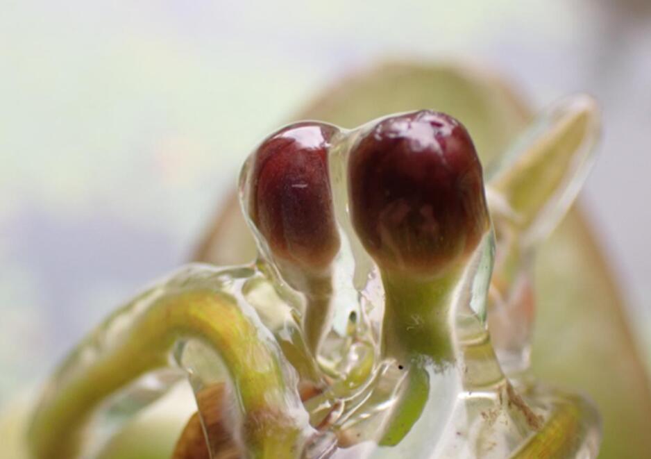 杭州野生莼菜,杭州临安特大野生莼菜
