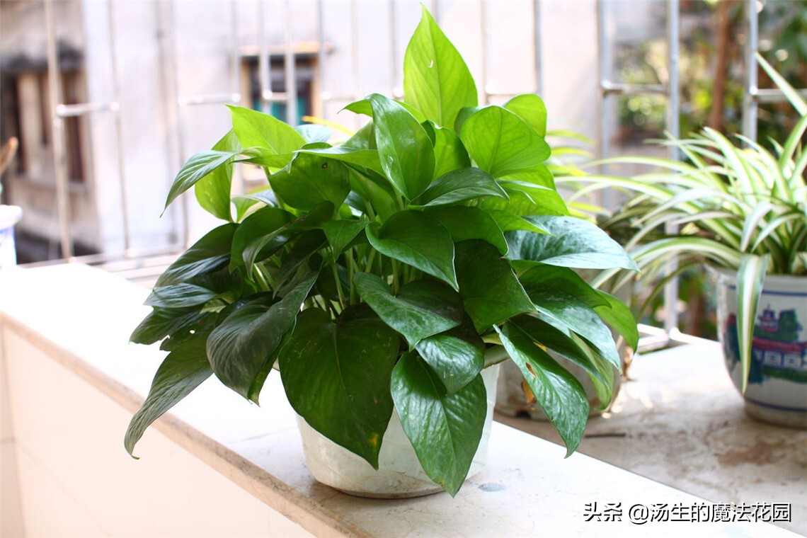 绿萝适合跟鱼一起养吗,绿萝下雨天可以放到外面淋雨