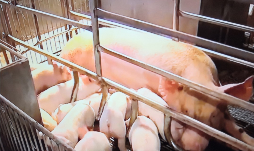 母以子贵怎么回事,母以子贵的后果