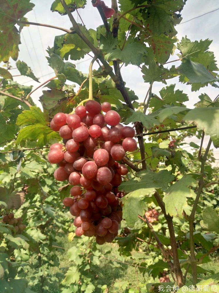 种植葡萄有哪些知识,种葡萄真的太难了