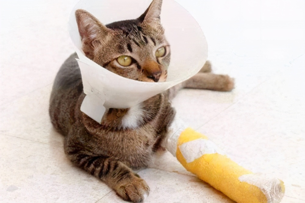 猫咪脚受伤了怎么办擦什么药,猫咪脚受伤化脓臭了怎么办