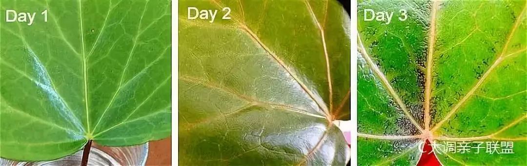 科学实验好奇心,科学入门小实验