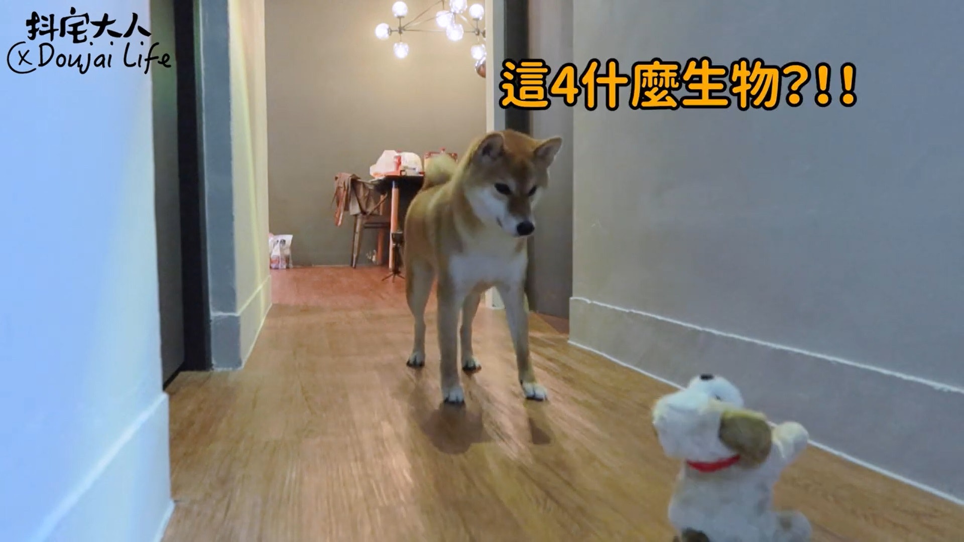 胆小柴犬遇神秘东西秒被吓跑　吓到脸歪、弹起反应笑翻网民