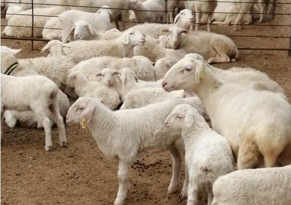 羊不吃食没精神不反刍怎么治,羊不反刍也不吃食咋治