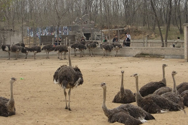 养殖鸵鸟致富,农村致富好帮手鸵鸟养殖