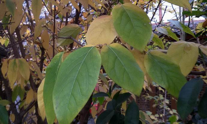 腊梅始盛开暗香扑面来,盆栽腊梅的禁忌