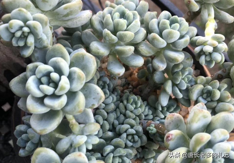 多肉劳尔一直蔫,多肉劳尔怎么养新手必看