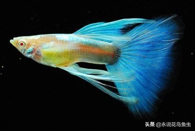 孔雀鱼尾鳍怎么超大,孔雀鱼尾鳍分类