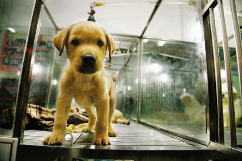 春节回家宠物怎么办,春节回家带狗需要注意什么呢