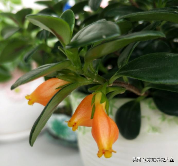 金鱼吊兰黄叶是什么原因,金鱼吊兰老是黄叶怎么回事