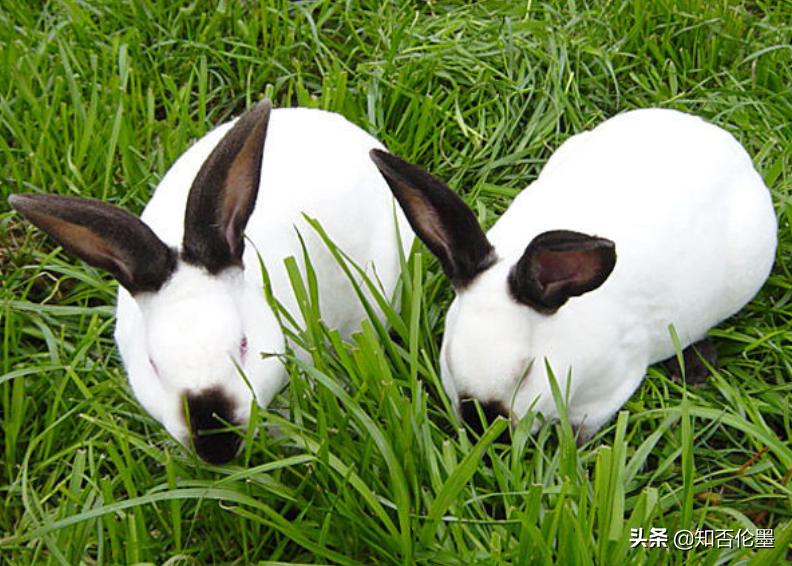 空房间种植或养殖什么赚钱销路好,农村养殖什么鸭赚钱快不愁销路