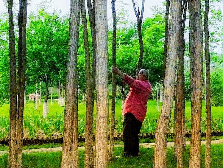 郁金香是荷兰的国花代表永恒的爱,为什么荷兰要把郁金香定为国花