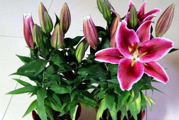 百合花栽种的注意点,百合花花期后怎么养护来年再出芽