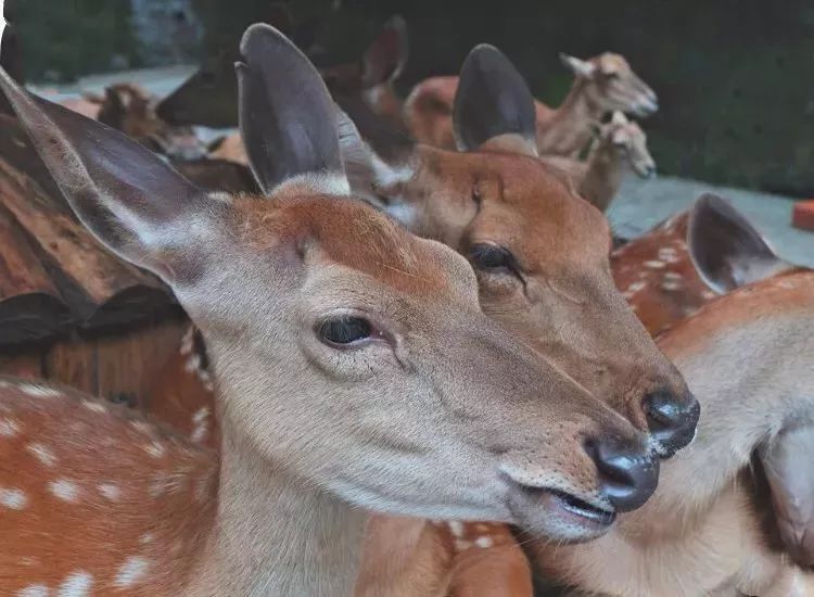 成都出发，一路向西的“旅行列车”年底开通！沿途好多……