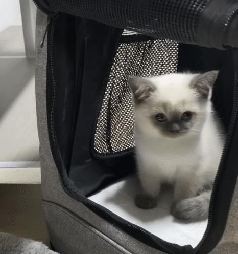 煤老板爆红完整版,煤老板ins