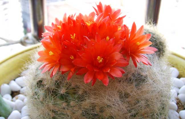 太极莲仙人球,狂莲仙人球