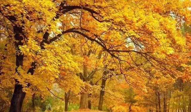 绿化苗木树种名称,绿化苗木大全名称及图片