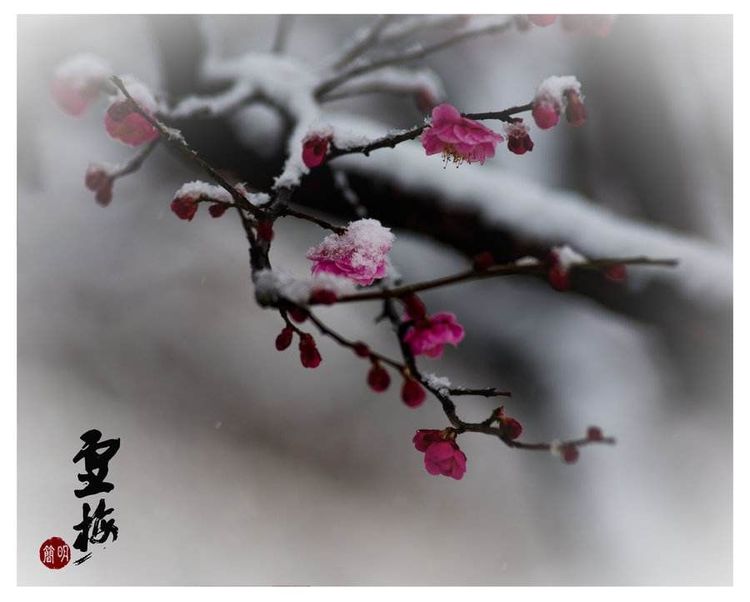 秋韵温柔岁月，冬情惊艳时光