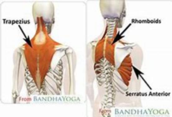 练胸伤肩怎么办,练胸怎么避免肩膀痛