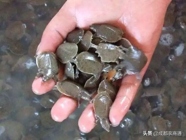 甲鱼养殖几年才能产卵,甲鱼有几种养殖方法