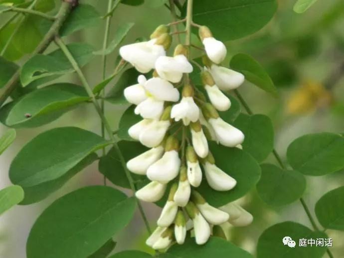 我心目中的玫瑰花,我心目中的花