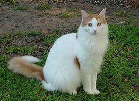 黄色背脖子白色的猫猫是啥种类,猫猫种类价格