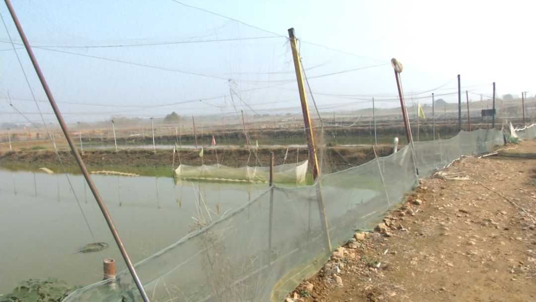 创富新发现:体质强健生长快,台湾泥鳅效益红火