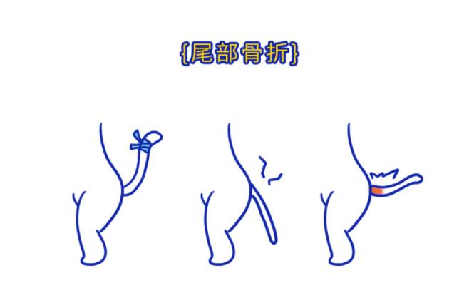 怎么判断小猫咪骨折,小猫咪脊椎受伤最佳恢复方法