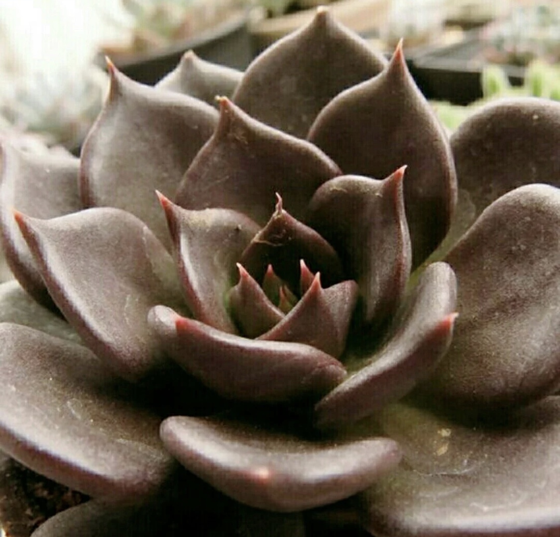 最美最好养的多肉法师,最美的多肉植物排名