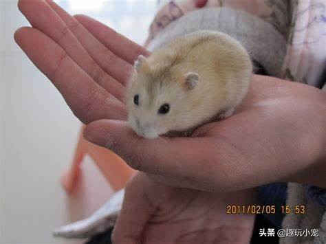 喵星人可爱的宠物,新手如何养喵星人和汪星人