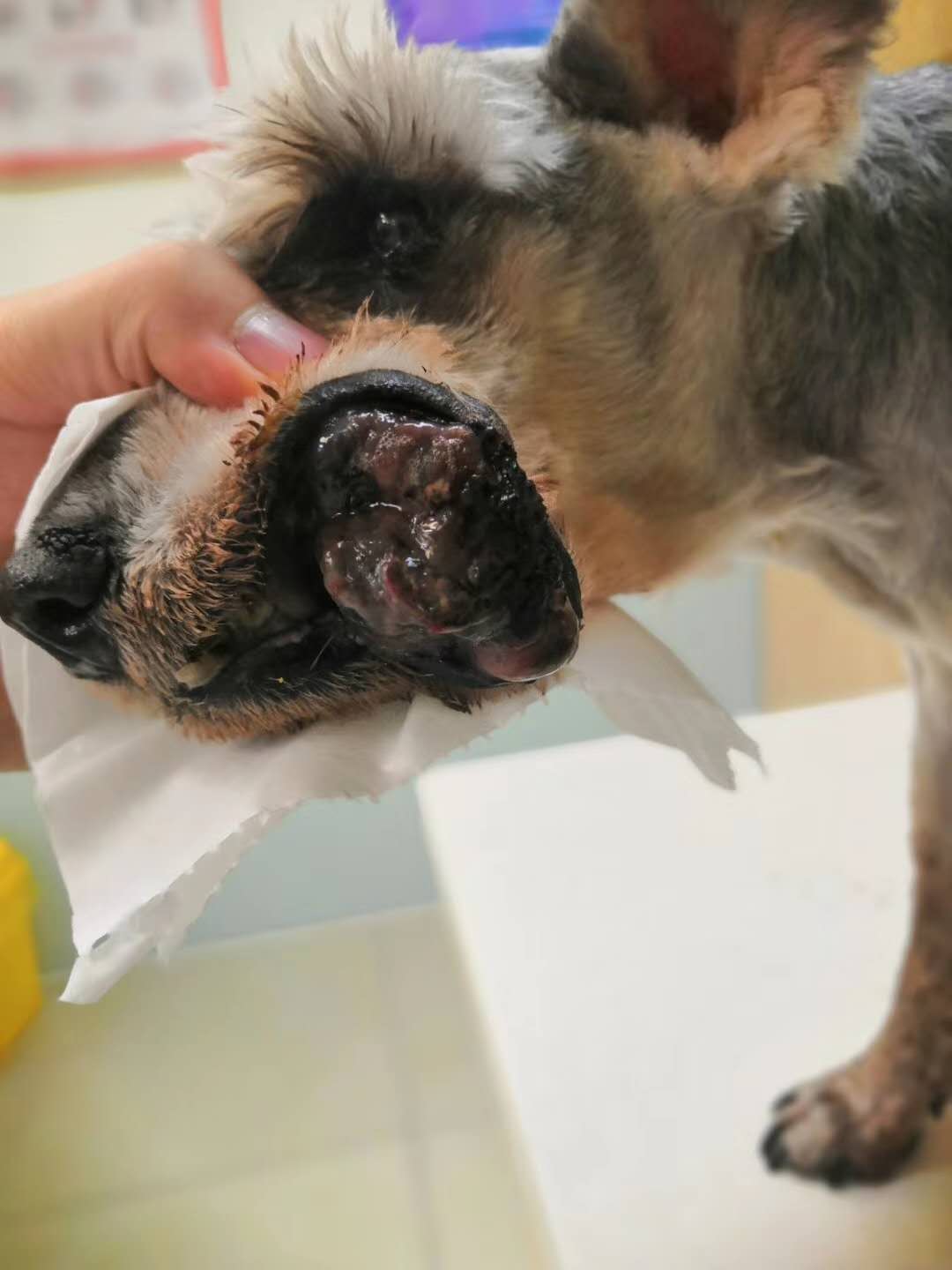 狗狗口腔黑色素肿瘤保守治疗方法,口腔黑色素瘤晚期临终前什么症状