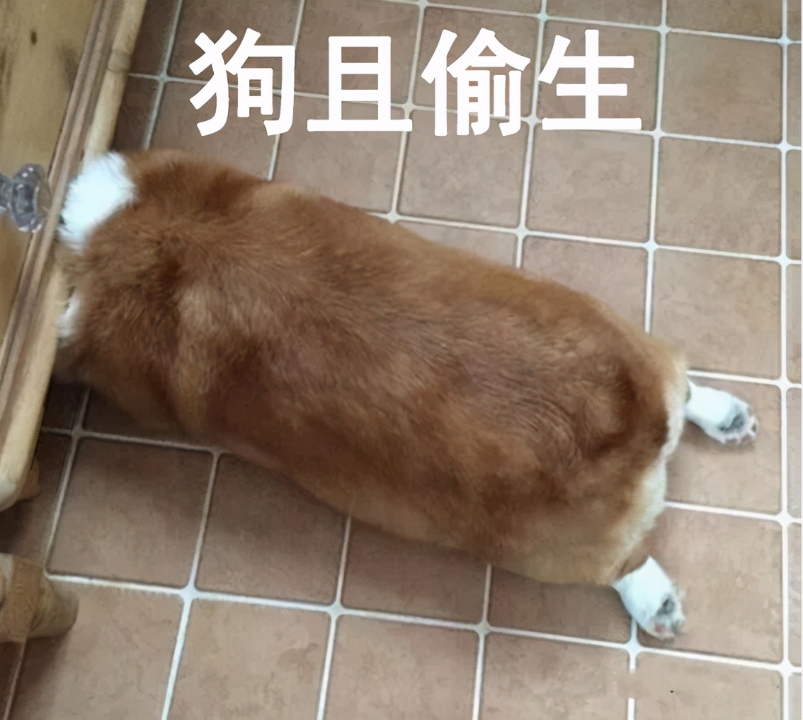 “你太苟了”表情包：做人就是要苟且偷生啦