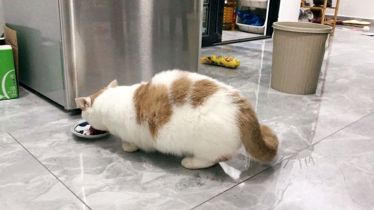 猫咪更爱吃老鼠还是猫粮,猫咪更爱吃鸡肉还是猪肉
