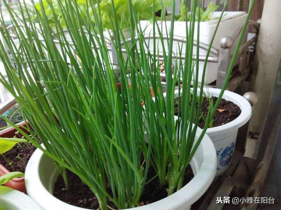 家里种葱的方法视频教程,家里种葱的正确方法