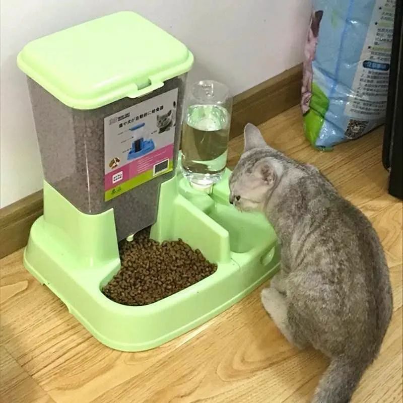 春节回家家里的猫咪怎么办,春节期间猫咪留守怎么办