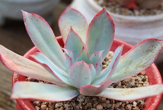 广寒宫和晚霞多肉有什么区别,多肉广寒宫开花的样子