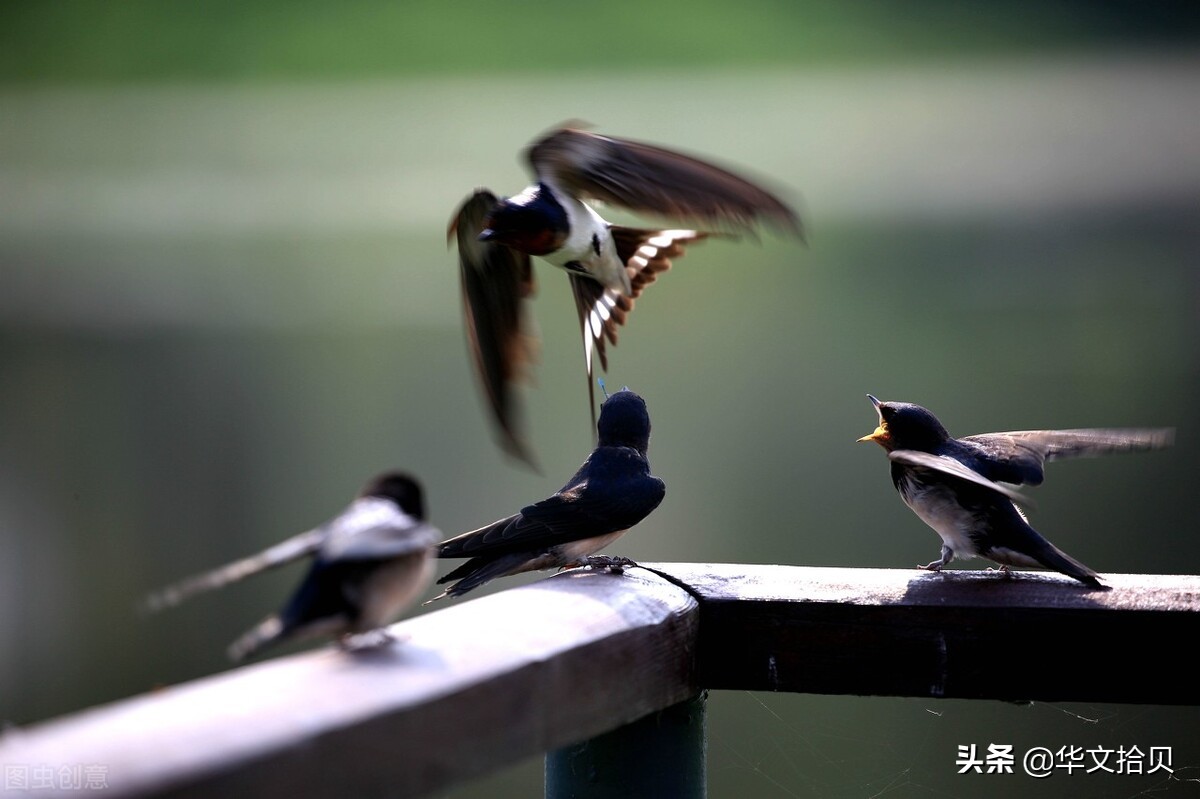 楣板煄瀹舵斂鏈嶅姟,楣板煄鏈堝珎鍩硅
