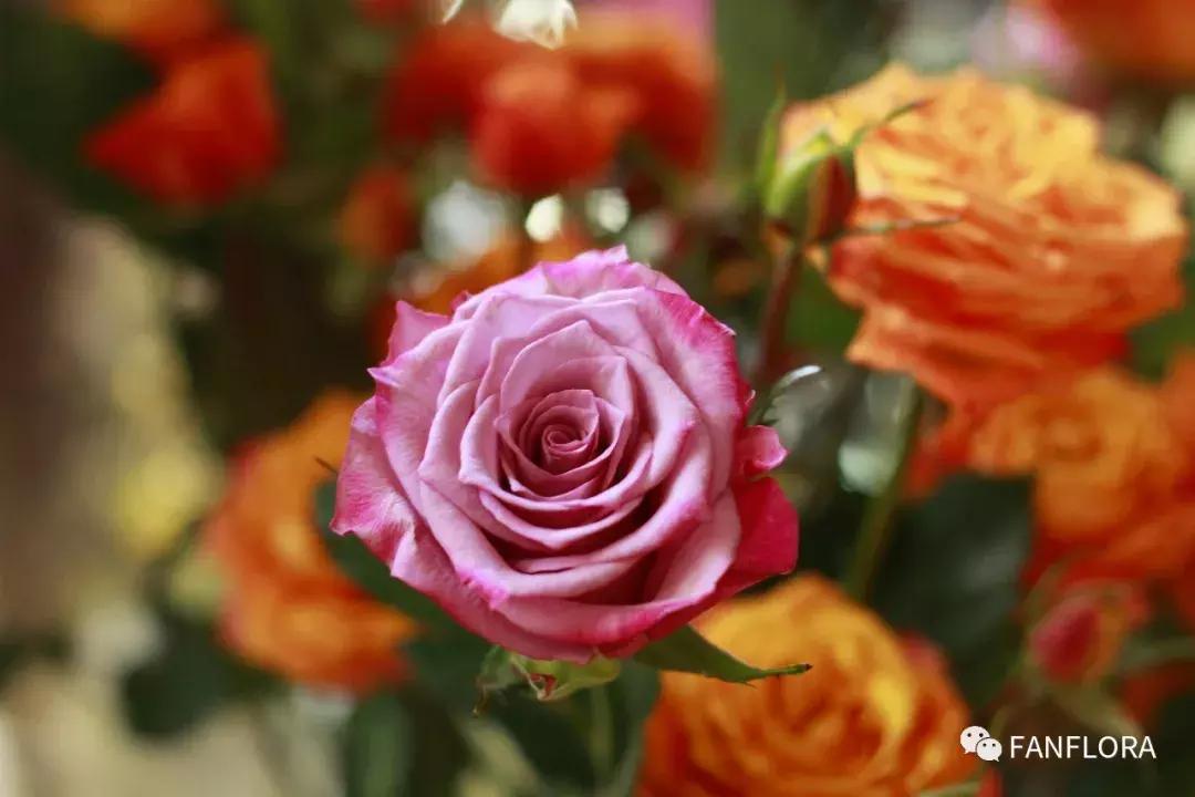 凡花丨开一家洒满阳光的花店，愿灵魂每个角落长满香气