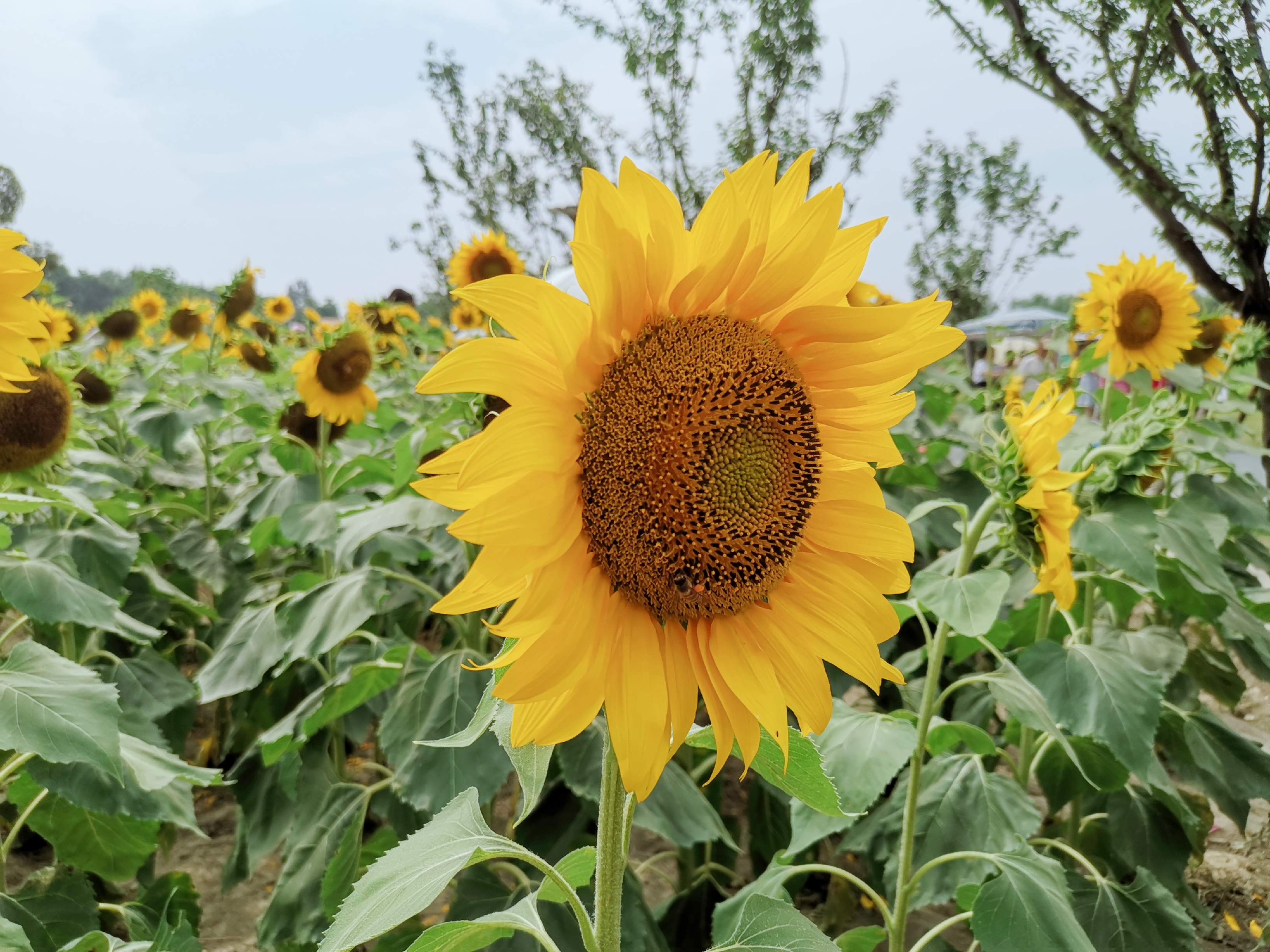 向日葵花海成都8月,成都向日葵花海几月有花