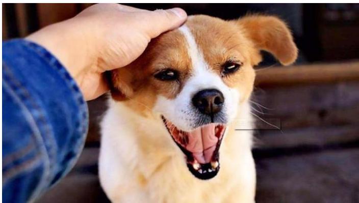 狗狗换牙期的护理,狗狗换牙期间怎么喂食