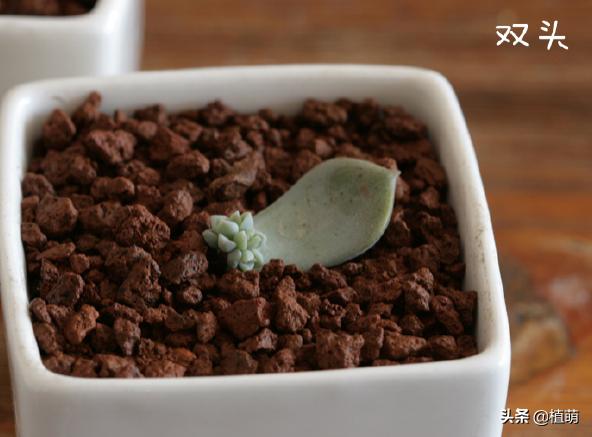 白牡丹叶插苗有多好养,白牡丹徒长修剪