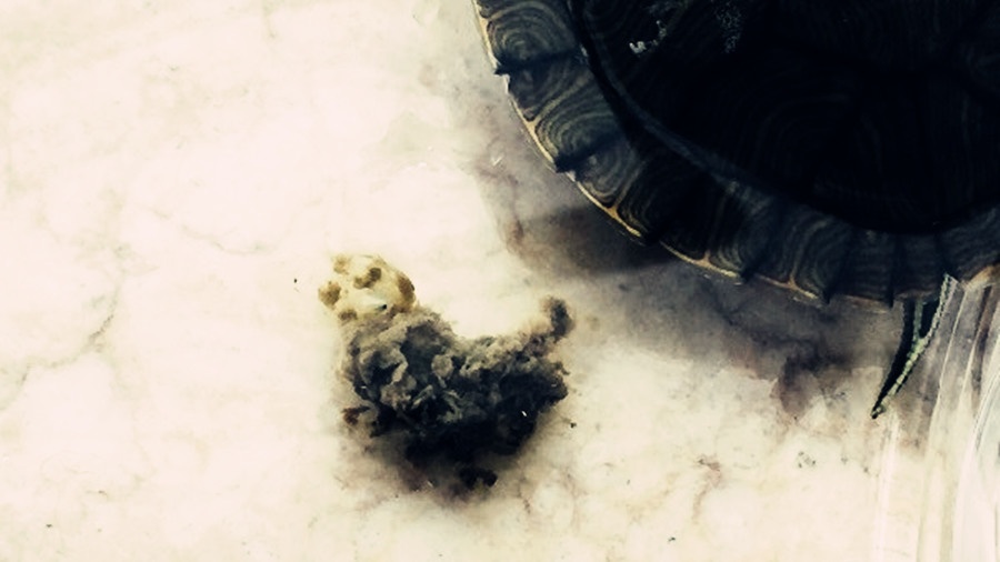 乌龟开春了眼睛睁不开怎么办,什么季节乌龟容易生病