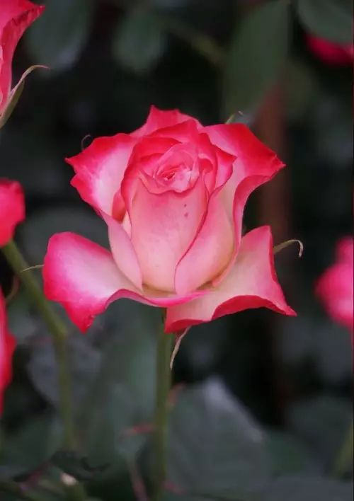 中国十大名花惊艳千年,中国十大名花美极了