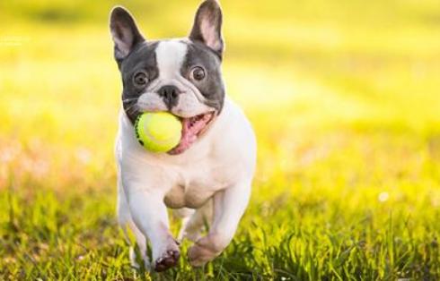 养斗牛犬怎么样,蓝色法国斗牛犬优缺点