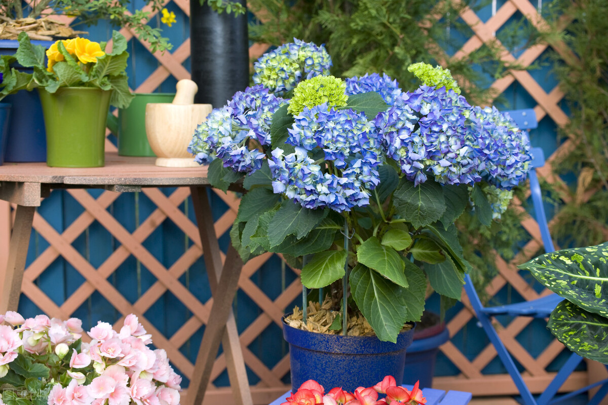 都说它们是“花园三宝”，我却觉得是“花园三坑”，你觉得呢